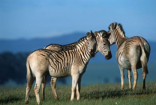 Quagga from the Quagga Project at Bartholomeus Klip