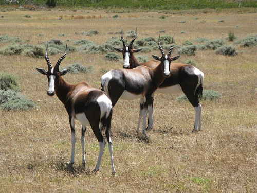 Bontebok Ridge Nature Reserve, Wellington