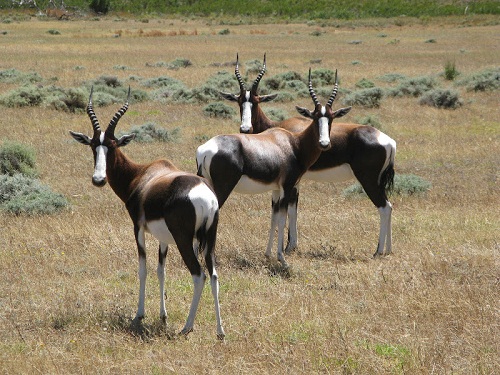 Bontebok Ridge Nature Reserve, Wellington