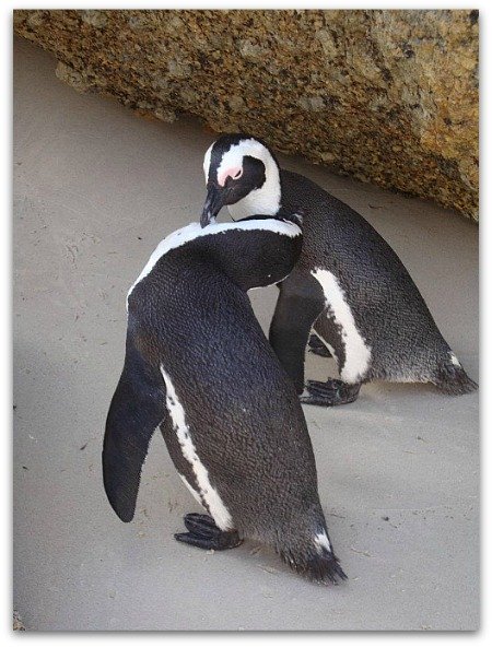Penguins at Boulders Beach, Cape Town