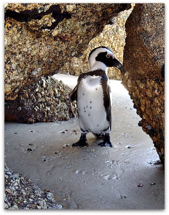 Penguins at Boulders Beach, Simons Town