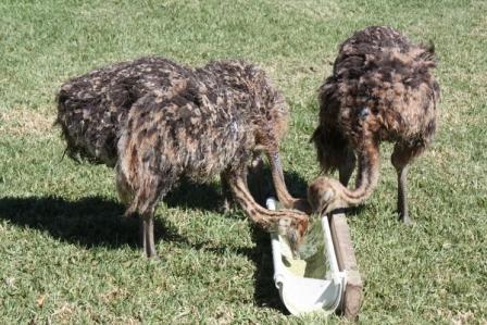 Cape Point Ostrich Farm