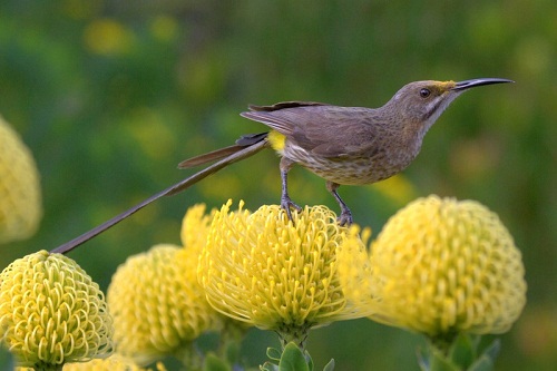 Cape Sugarbird, Wellington