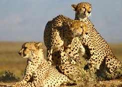 Inverdoorn Game Reserve, Ceres Valley