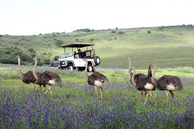 Game Drive at Clara Anna Fontein Private Game Reserve and Country Lodge