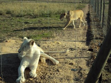 Drakenstein Lion Park, Cape Town