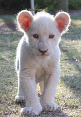 Nala at Drakenstein Lion Park