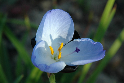 The rare Aristea Lugens in the Durbanville Nature Reserve 