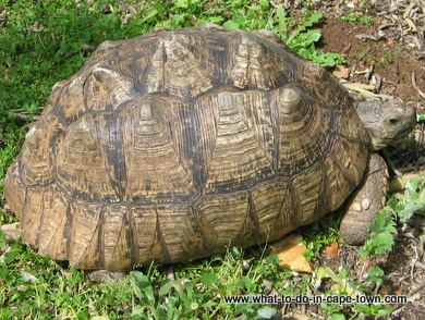 Angulate Tortoise in Durbanville Nature Reserve