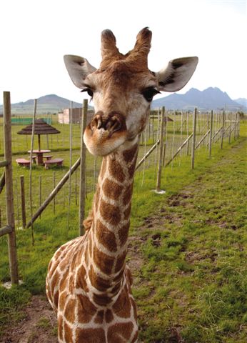 Gerry the giraffe at Giraffe House