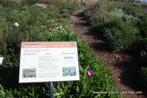 At the Green Point park you can learn more about traditional Khoisan medicinal plants, Cape Medical Museum