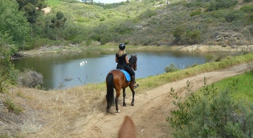 Equanimity Equestrian Centre, Cape Town Horse Riding Centres