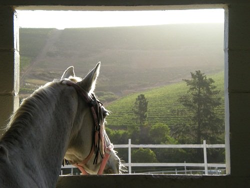 Journey's End, Cape Town Horse Riding Centres