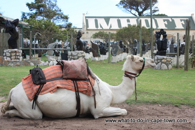 Camel Rides at Imhoff Farm 