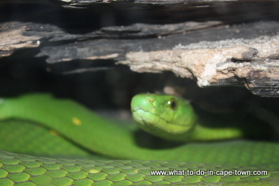 Imhoff Farm Snake Park