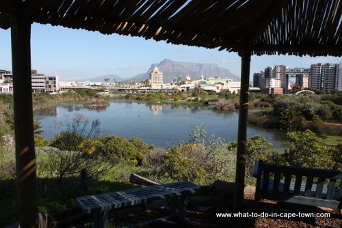 Bird Mountain at Intaka Island, Cape Town Birding, 