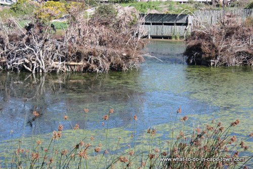 Man-made nesting islands at Intaka Island Bird Sanctuary