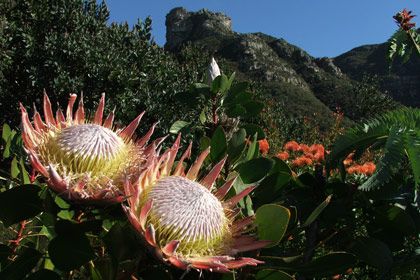 Cape Town Walks - Proteas