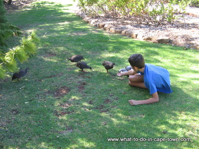 Francolin at Kirstenbosch National Botanical Garden, Cape Town Birds and Birding.