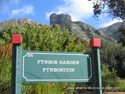 The Fynbos Garden at Kirstenbosch National Botanical Garden