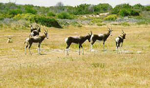 Bontebok at Koeberg Nature Reserve