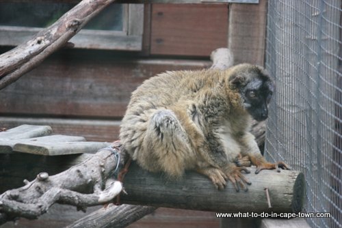 Monkey Town Somerset West, Cape Town Kids, Cape Town Animals, Cape Town