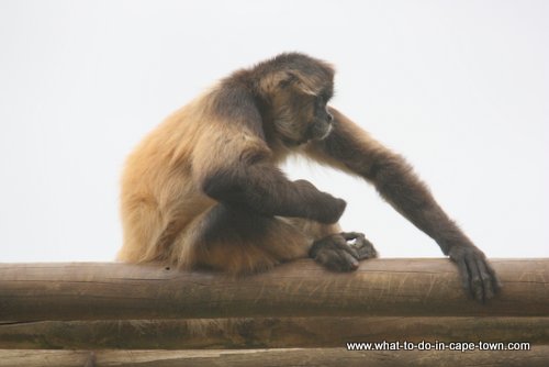 Monkey Town Somerset West, Cape Town Kids, Cape Town Animals, Cape Town
