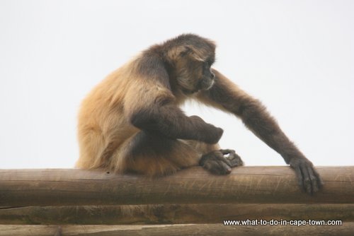 Monkey Town Somerset West, Cape Town Kids, Cape Town Animals, Cape Town