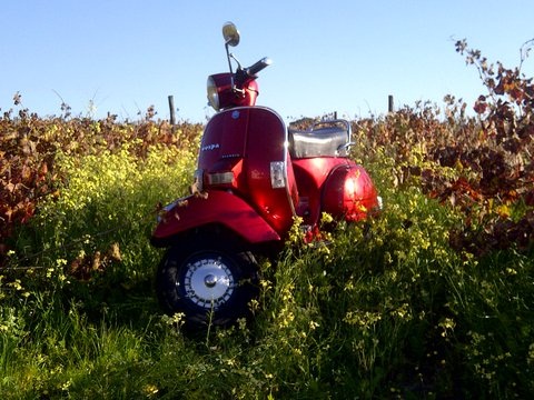 Fiero amongst the vines on the Stellenbosch Wine Route