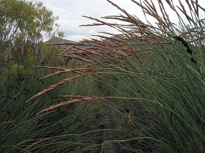 Cape Town Walks - Restio