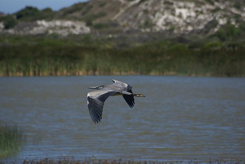 Rondevlei Nature Reserve, Cape Town Birds and Birding.