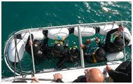 Shark Cage Diving, Cape Town