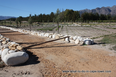 Dik Delta Fynbos Culinary Gardens at Solms Delta Wine Estate