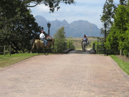 Horse Riding at Spier Wine Estate, Stellenbosch
