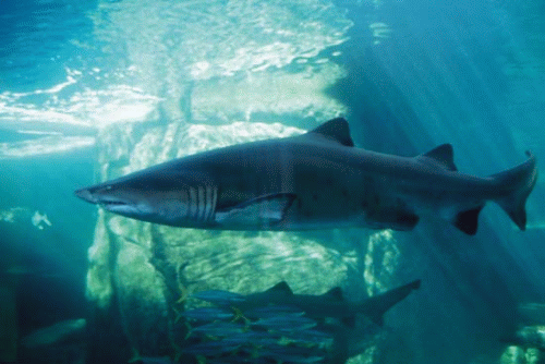 Ragged Tooth Shark in The Predator Exhibit at Two Oceans Aquarium, Cape Town