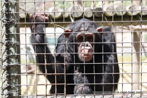 Tygerberg zoo, Cape Town Kids, Cape Town Animals, Cape Town