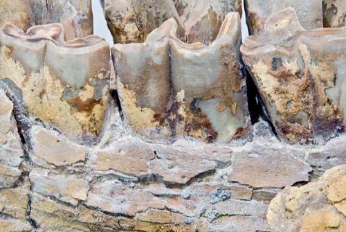 Display at West Coast Fossil Park