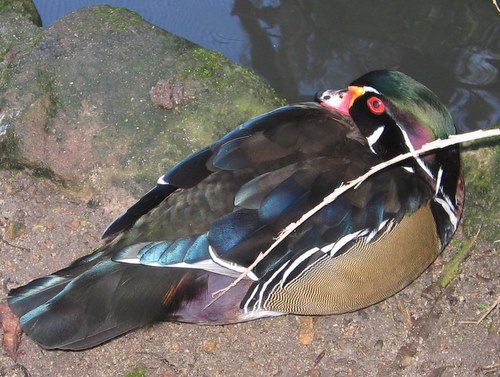 Duck at The World of Birds, Cape Town