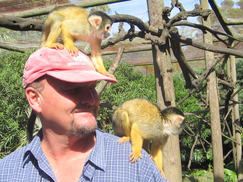 Squirrel Monkeys in the Monkey Jungle at The World of Birds, Cape Town