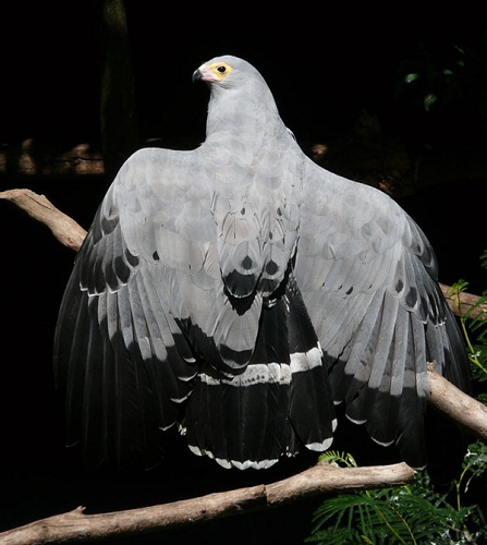 Eagle at The World of Birds, Cape Town