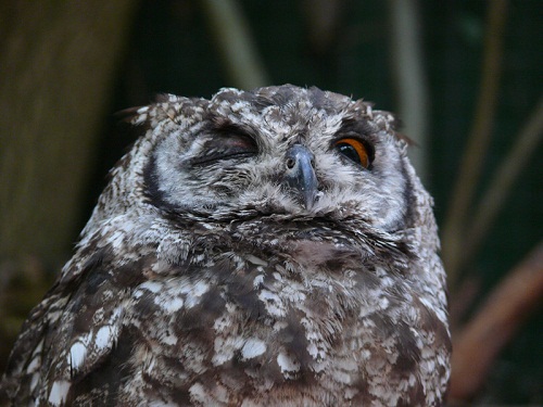 Owl at The World of Birds, Cape Town