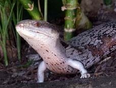 Blue-tongued Skink at The World of Birds, Cape Town